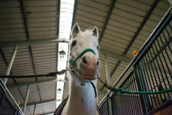 camargue atı portre