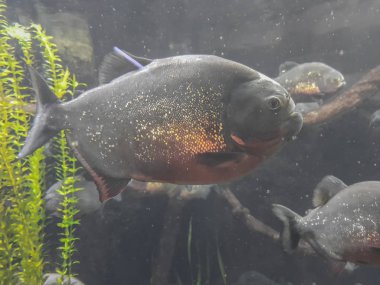 Derinlerdeki piranha