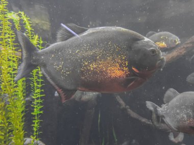 Derinlerdeki piranha
