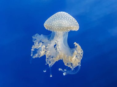 Akvaryum denizanası