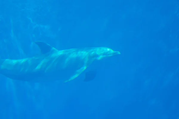 Delphin Der Tiefe — Stockfoto