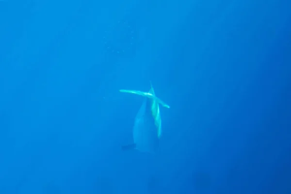 深海中的海豚 — 图库照片