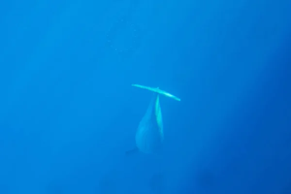 Delfín Las Profundidades —  Fotos de Stock