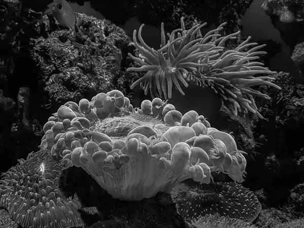 Herbe Marine Corail — Photo