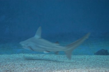 Akvaryumdaki köpekbalığı.