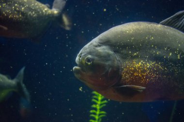 Derinlerdeki piranha
