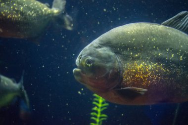 Derinlerdeki piranha