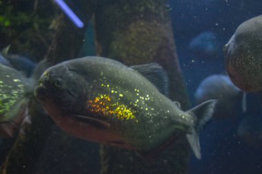 Derinlerdeki piranha