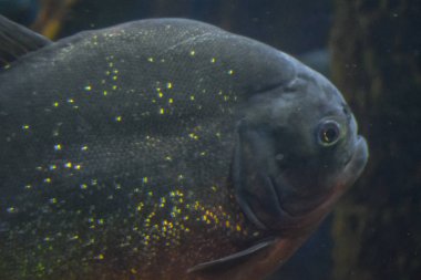 Derinlerdeki piranha