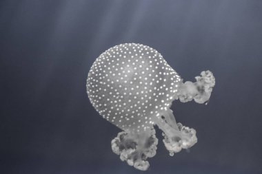 denizanası benim akvaryum