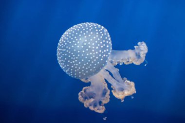 denizanası benim akvaryum