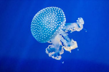 denizanası benim akvaryum