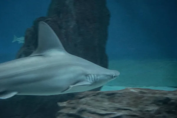 Акула Аквариуме — стоковое фото