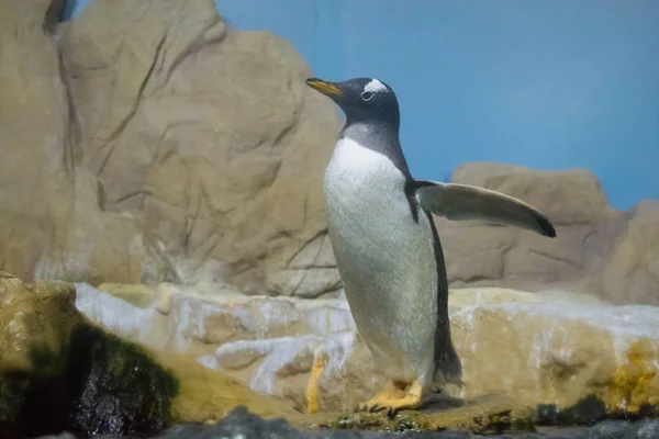 Pinguin Auf Dem Felsen — Stockfoto