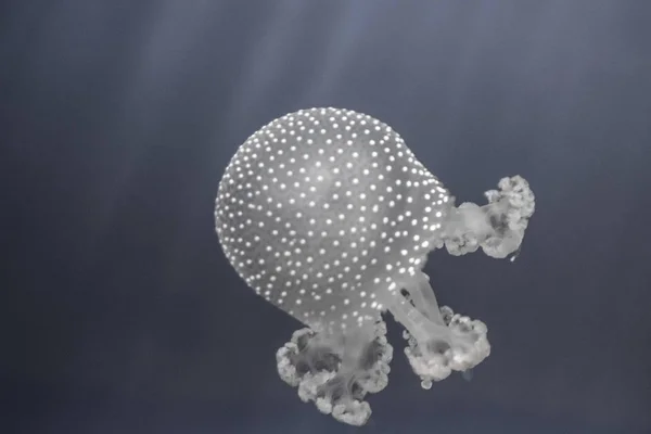 Medúza Akvárium — Stock Fotó