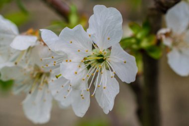 benim bahçede Şeftali çiçekleri
