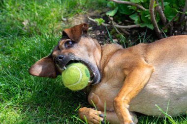 Köpek topla oynuyor.