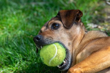 Köpek topla oynuyor.