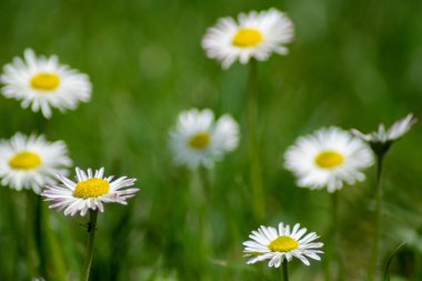 Bahçemde chamomille