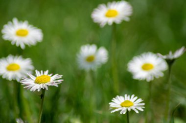 Bahçemde chamomille