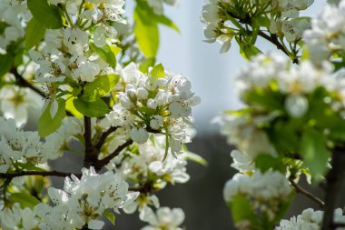 benim bahçede Şeftali çiçekleri
