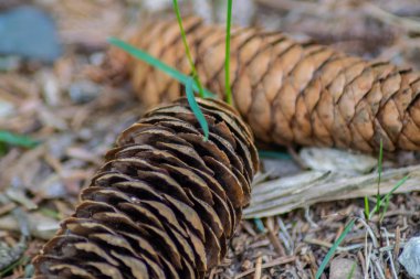 çam kozalağı Alpleri'nde