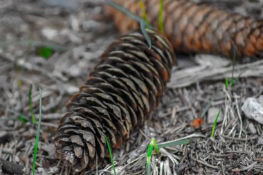 çam kozalağı Alpleri'nde
