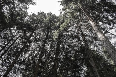 çam ormanı İtalya