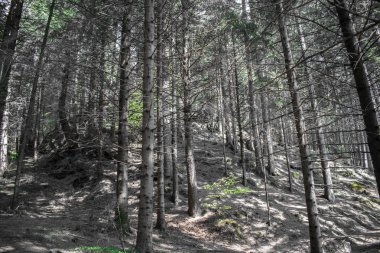 çam ormanı İtalya