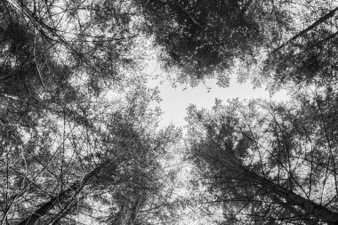 çam ormanı İtalya