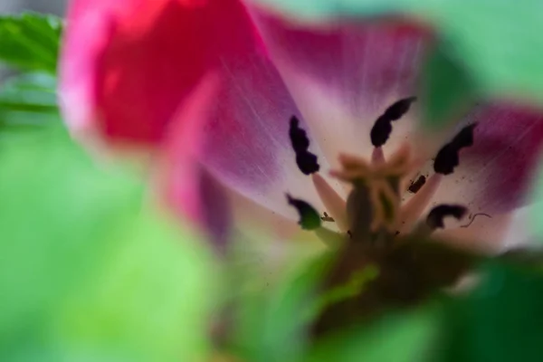 Tulipany Moim Ogrodzie — Zdjęcie stockowe