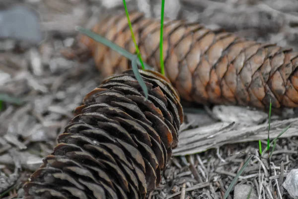 Kerucut Pinus Dalam Alpen — Stok Foto