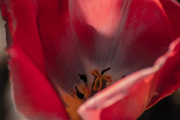 Lale Benim Bahçede — Stok fotoğraf