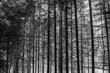 çam ormanı İtalya