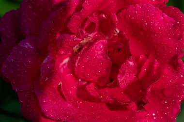 Gül bahçesinde çiçek