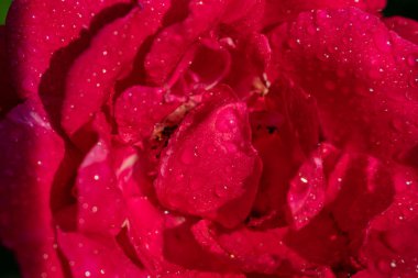 Gül bahçesinde çiçek