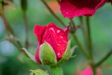 Gül bahçesinde çiçek