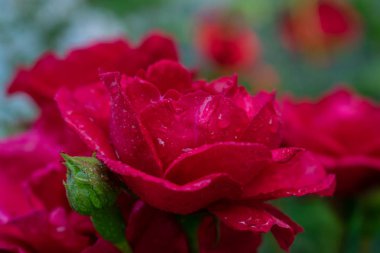 Gül bahçesinde çiçek