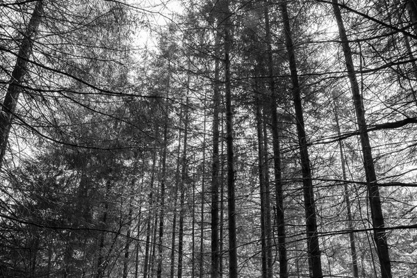 çam ormanı İtalya