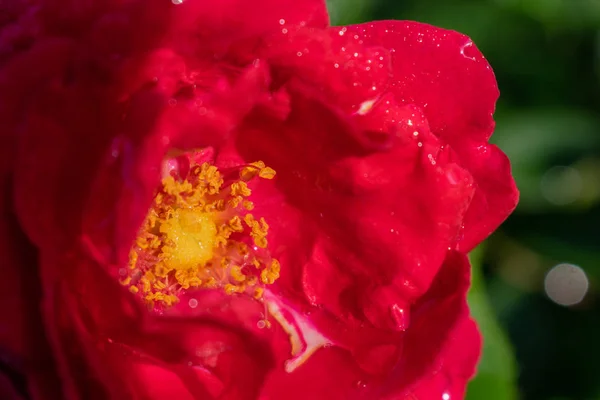 Róży Kwiat Ogrodzie — Zdjęcie stockowe