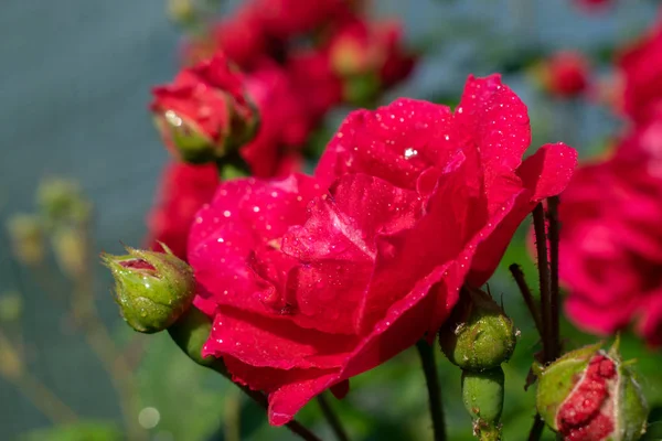 Gül bahçesinde çiçek