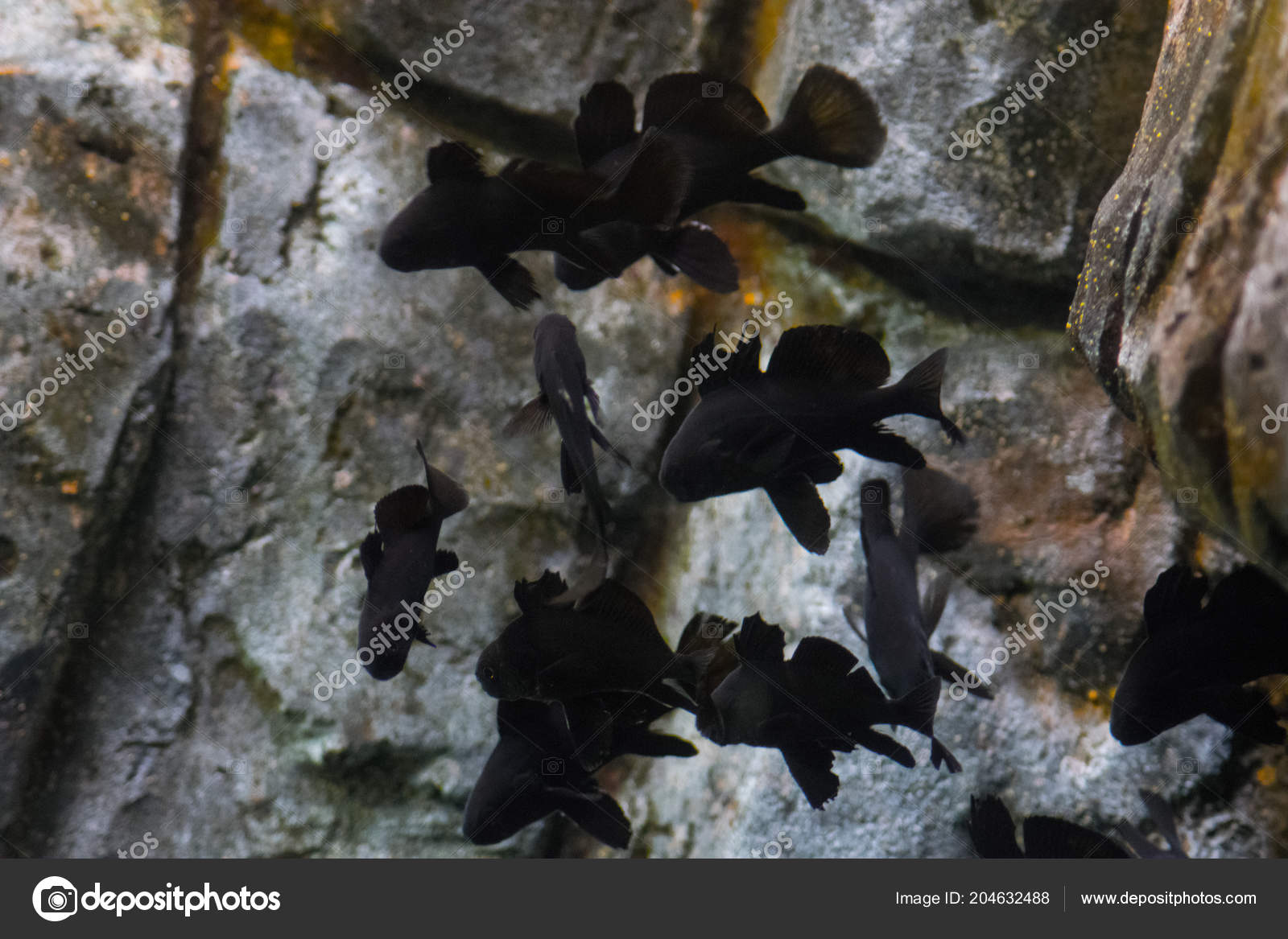 Black Moor Fish Aquarium Stock Photo by ©revvo 204632488