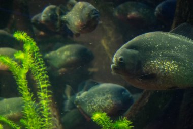 Piranha benim akvaryum