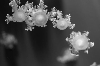 denizanası benim akvaryum