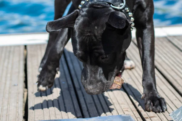 Amstaff Auf Dem See — Stockfoto