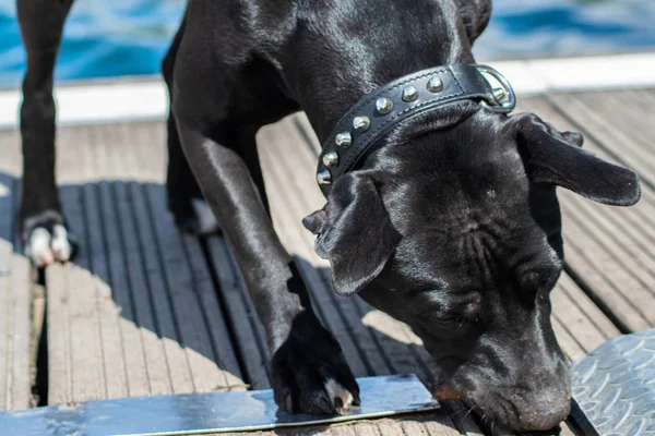 Amstaff Auf Dem See — Stockfoto