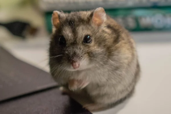 Min Hamster Tittar Mig — Stockfoto