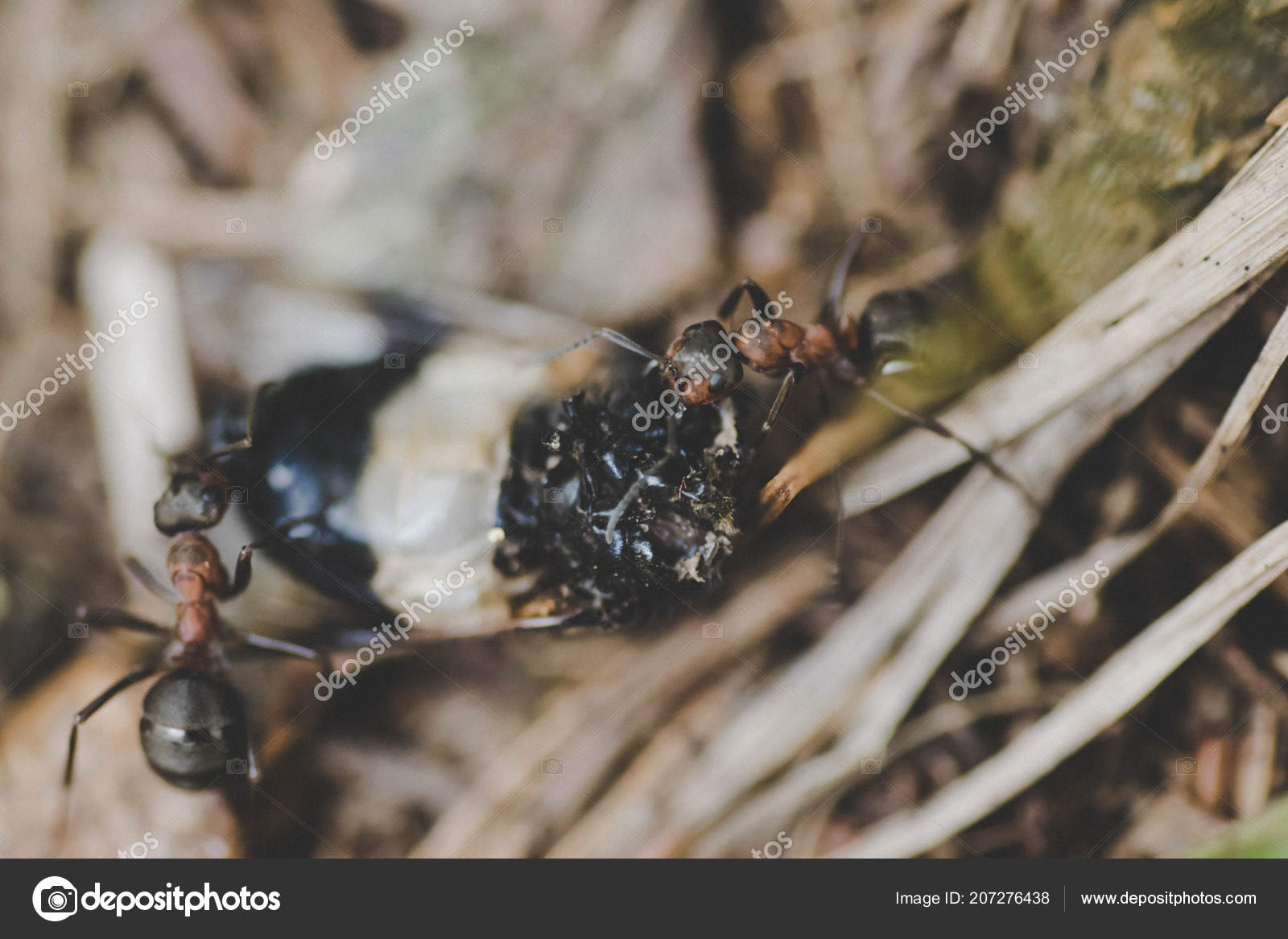 Ants Eating Insect — Stock Photo © revvo 207276438