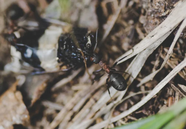 Ameisen Fressen Ein Insekt — Stockfoto