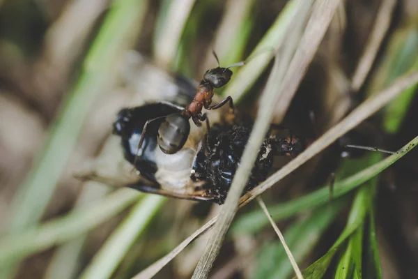 Hormigas Comiendo Insecto —  Fotos de Stock